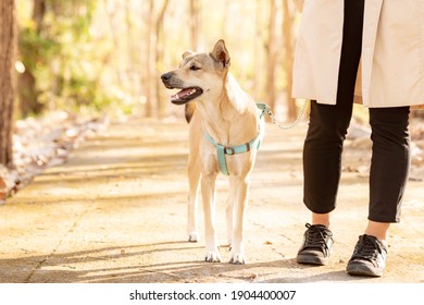 A Woman Walking A Dog In The Woods