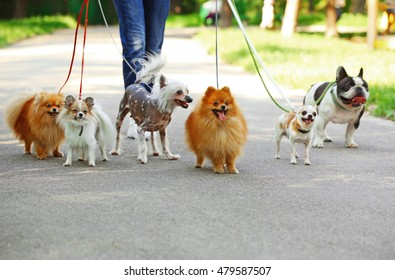 Woman Walking Dogs In Park