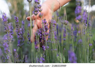 Woman walking down the field and touching the lavender flowers.