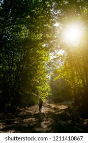 Woman Walking In The Florest Over Sunshine