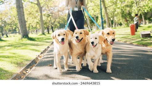 Woman, walking and golden retriever in park for exercise or pet care, outdoor activity in United Kingdom. Female trainer, wellness and dogs on leash in garden path, service for animals in summer - Powered by Shutterstock