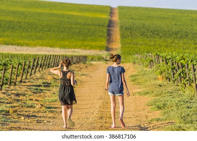 Woman Walking In Grape Winelands Wineyard At Sunset