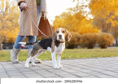 Woman walking her cute Beagle dog in park on autumn day