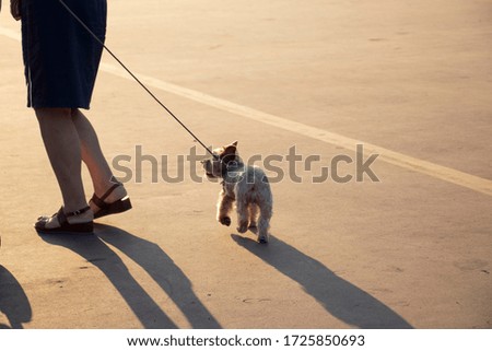 Image, Stock Photo three legs Footwear Bag