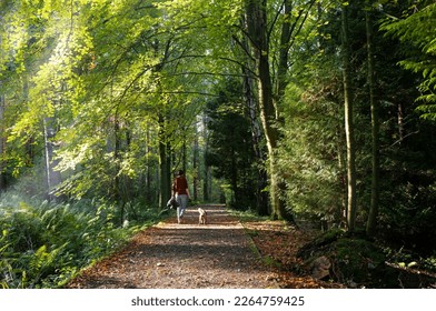 A woman walking her dog on a peaceful summer evening  through woodland in an English countryside park