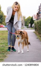 Woman Walking With His Shetland Sheepdog Dog On Leash, Posing In Front Of Camera. Portrait Of Lady, Owner And Rough Collie Beautiful Dog Enjoys, Playing, Having Fun And Walking Together On Street.