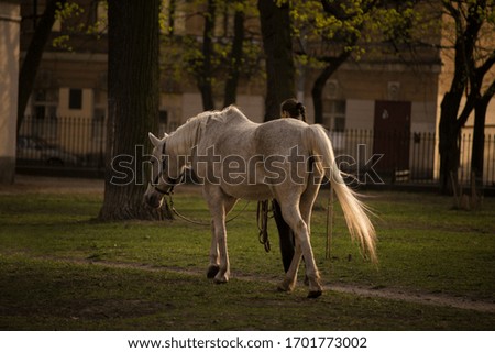 A woman walking a horse in the background of a tree.