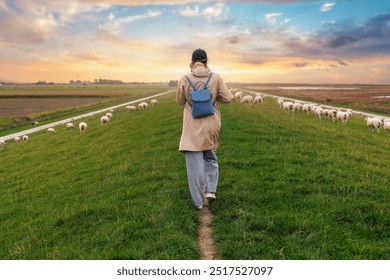 Woman walking many grazing sheep herd scene dike green field pasture meadow grassland North Wadden Sea coast East Friesland Germany warm dramatic sunset sky. Scenic german countryside landscape view - Powered by Shutterstock