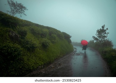 A woman is walking on the road in the foggy tea garden in Darjeeling. Woman having a red umbrella in monsoon weather. Lifestyle photo. - Powered by Shutterstock