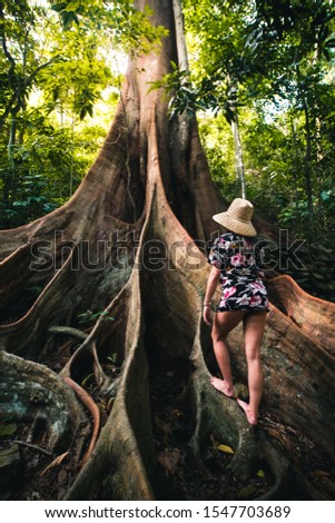 A woman is walking over a ceiba roots with summer outfit at the Valencia Creek near Paolonino and Buritaca, Colombia