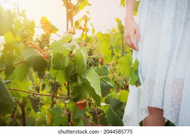 Woman Walking And Picking Wine Grapes In A Light Blue Simple Dress In A Vineyard. Sunset Light, Soft Selective Focus. Knee Level Shot