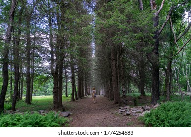 Woman Walking In A Pine Tree Alley. Beautiful And Mysterious Walkway Lane Path In Forest During Summer. No Focus