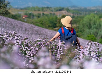 Woman Walking In Pink Amaranth Field In Summer