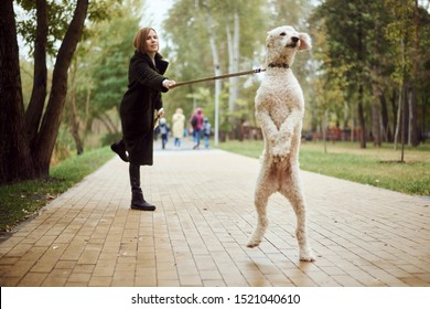 Woman walking a poodle dog in the autumn in the park. The dog pulls a leash with the mistress. Autumn landscape.