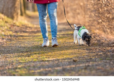 94,749 Walking small dog Images, Stock Photos & Vectors | Shutterstock