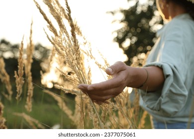 Woman walking through meadow and touching reed grass at sunset, closeup - Powered by Shutterstock