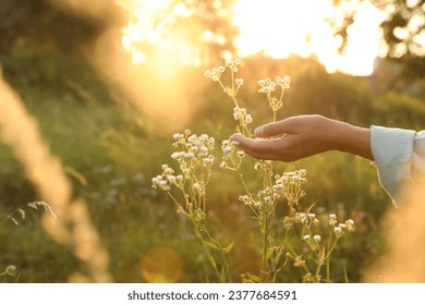Woman walking through meadow and touching beautiful white flowers at sunset, closeup - Powered by Shutterstock