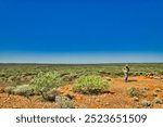 Woman walking in the vast expanse of the Australian outback, shire of Sandstone, Western Australia. Red earth and stunted trees
