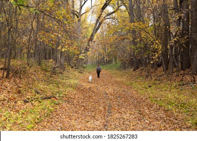 Woman Walking A White Dog Down A Forest Trail In Fall.