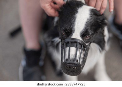 Woman walks 2 dogs. Close-up of female legs, border collie and bull terrier in muzzles and on leashes on a walk outdoors. 