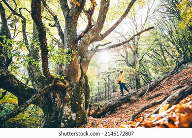 Woman walks in autumn forest at sunny day. 