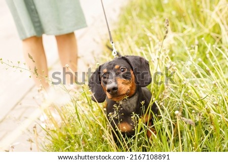 woman walks with the dog on a leash in a field of dandelions . dachshund near a woman's feet.