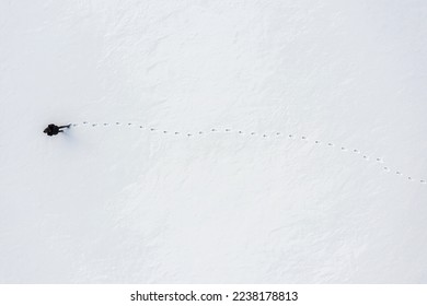 a woman walks through fresh snow leaving footprints, top aerial view, winter outdoor activity background with copy space