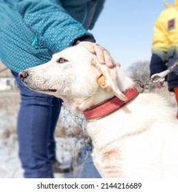 A Woman Walks A White Dog On A Leash For A Walk. Pets.cute Pets. Winter Walk. Snowfall And Drifts,Healthy Lifestyle.  Wrong Horizon. Selective Focus.
