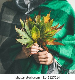 Woman in warm woolen green check scarf or blanket with Autumn fallen leaves in her hands, square crop. Fall cosy mood lifestyle concept
