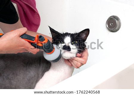 A woman washes a displeased cat under a shower in a beauty salon for animals. Dissatisfied and angry cat washes