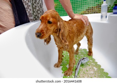 A Woman Washes An English Cocker Spaniel Dog In The Bath.