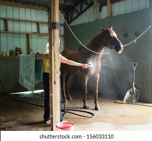 Woman Washing A Chestnut Gelding Horse In A Barn.