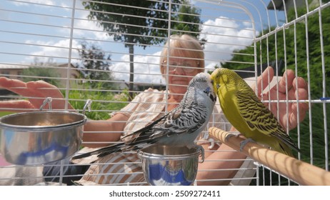 A woman watches two budgerigars adorably kissing in their cage, creating a heartwarming scene. - Powered by Shutterstock