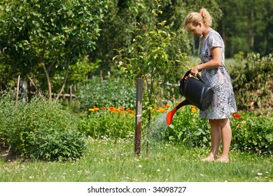 Woman Watering Apple Tree With Watering Pot