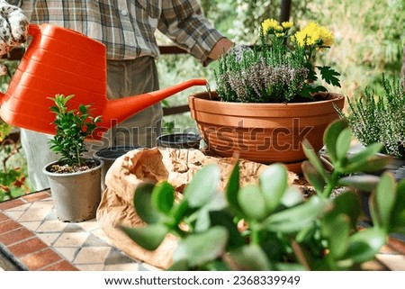 Woman watering autumnal composition from watering can planted in ceramic pot in her garden. House garden and balcony decoration with seasonal autumn flowers.