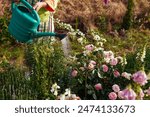 Woman watering Chippendale rose in bloom with watering can in summer garden. Gardener taking care of flowers. Close up of shrub by lavender