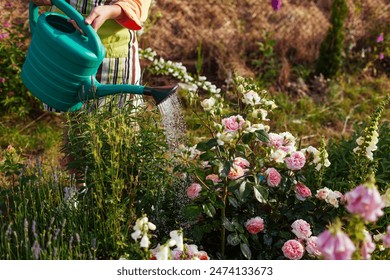 Woman watering Chippendale rose in bloom with watering can in summer garden. Gardener taking care of flowers. Close up of shrub by lavender