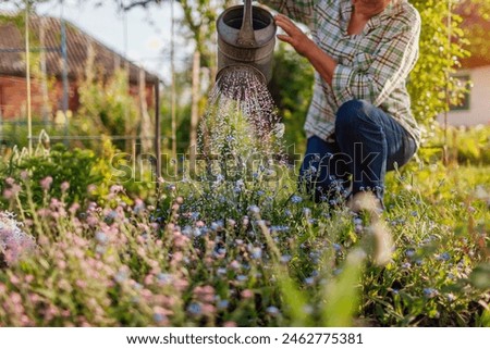 Similar – Image, Stock Photo pink forget-me-not flower