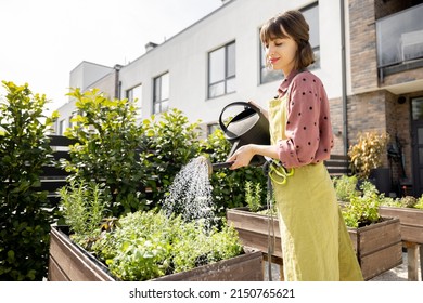 Woman watering fresh herbs growing at home vegetable garden. Gardener taking care of plants at the backyard of her house. Concept of sustainability and growing organic - Powered by Shutterstock