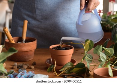 Woman Watering Freshly Planted Pothos Plant Cutting