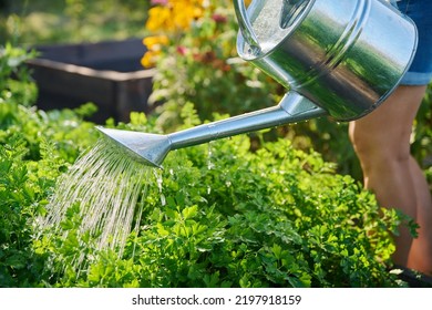 Woman watering a garden bed with watering can - Powered by Shutterstock