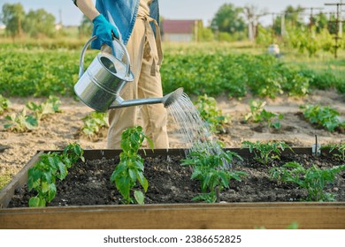 Woman is watering garden bed with young plants, tomatoes, peppers - Powered by Shutterstock