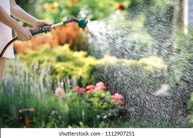 Woman Watering Garden Flowers With Hose In Summer