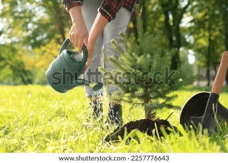 Woman watering newly planted conifer tree in park on sunny day, closeup