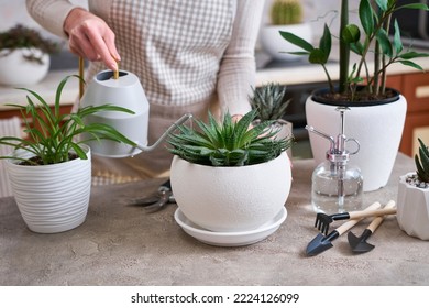 Woman watering Potted House plants with watering can - Shutterstock ID 2224126099