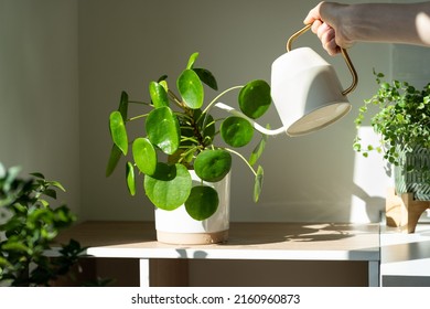 Woman watering potted Pilea peperomioides houseplant on the table at home, using white metal watering can, taking care. Hobby, indoor gardening, plant lovers. - Powered by Shutterstock