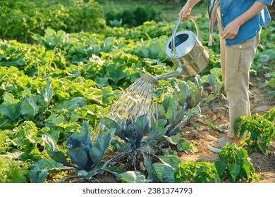 Woman watering a vegetable bed with a watering can - Powered by Shutterstock