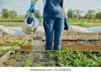 Woman watering vegetable garden with wooden beds with young vegetables - Powered by Shutterstock