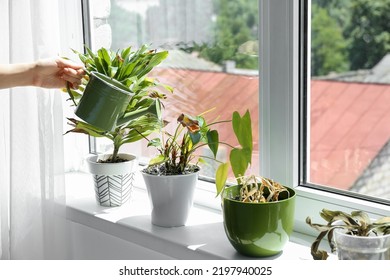 Woman watering wilted houseplants on windowsill at home - Powered by Shutterstock