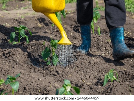 A woman waters seedlings in the garden with a watering can.